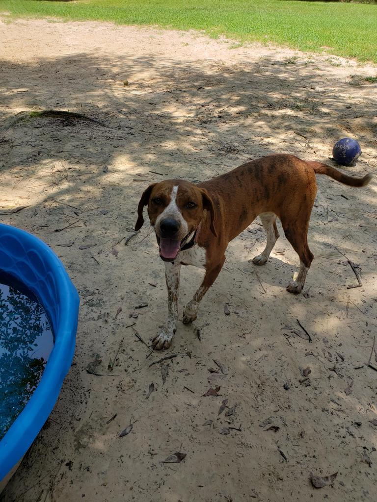 Vanna, an adoptable Coonhound in Ruston, LA, 71270 | Photo Image 3