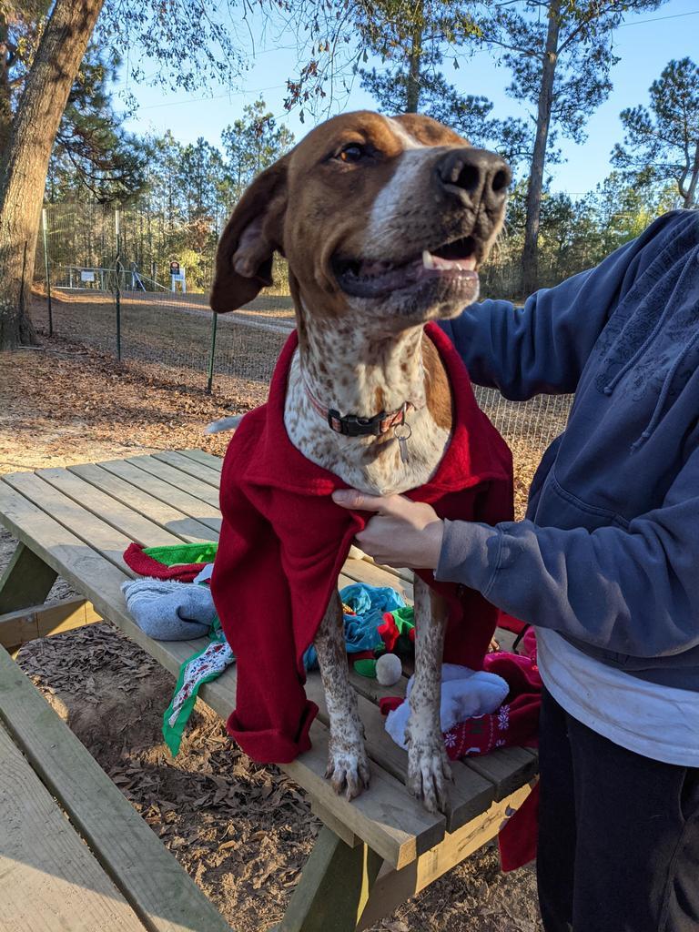 Vanna, an adoptable Coonhound in Ruston, LA, 71270 | Photo Image 4