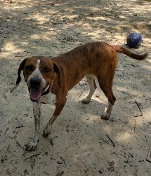 Vanna, an adoptable Coonhound in Ruston, LA, 71270 | Photo Image 5