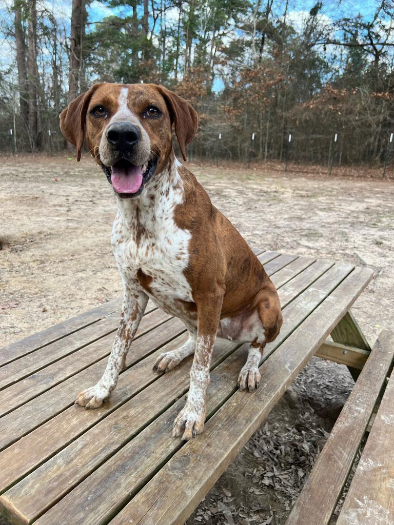 Vanna, an adoptable Coonhound in Ruston, LA, 71270 | Photo Image 6