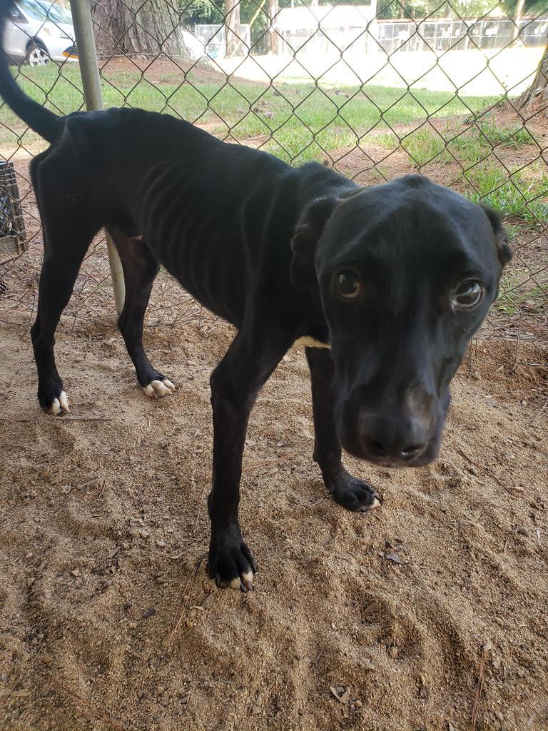 Homer, an adoptable Labrador Retriever in Ruston, LA, 71270 | Photo Image 1