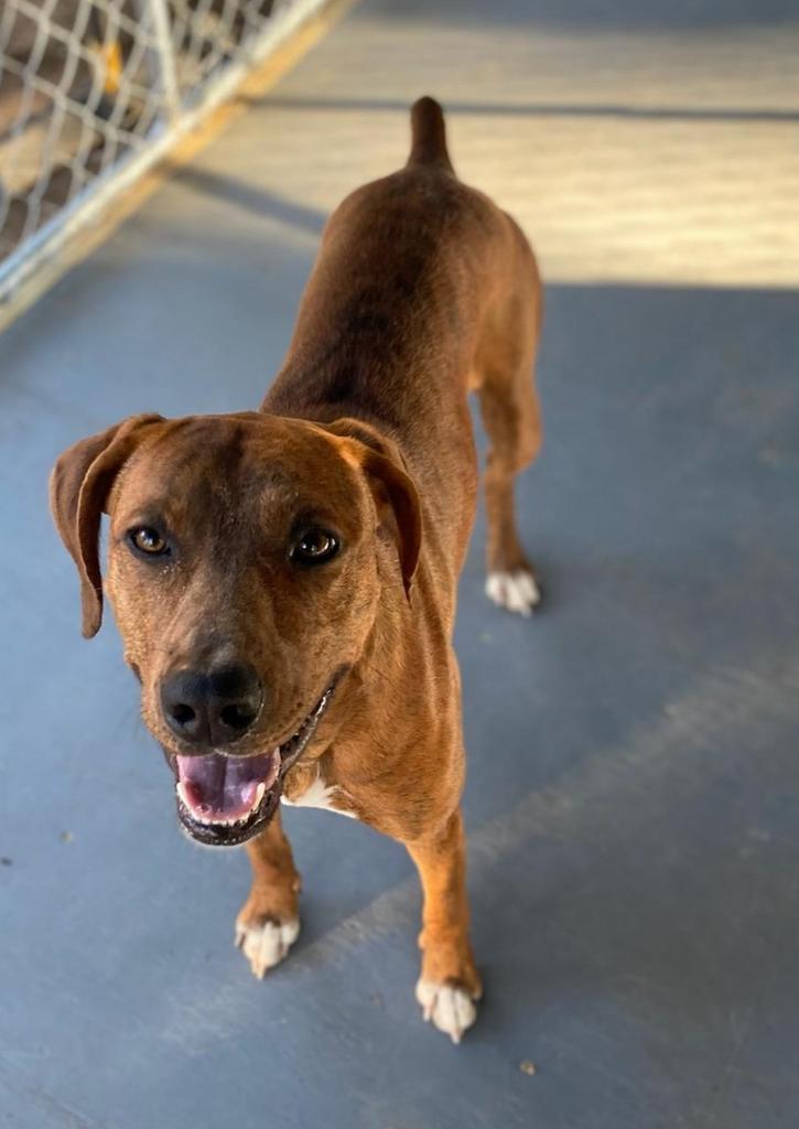 Bella, an adoptable Terrier in Ruston, LA, 71270 | Photo Image 1