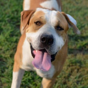 Ben, Adult Male Mixed Breed