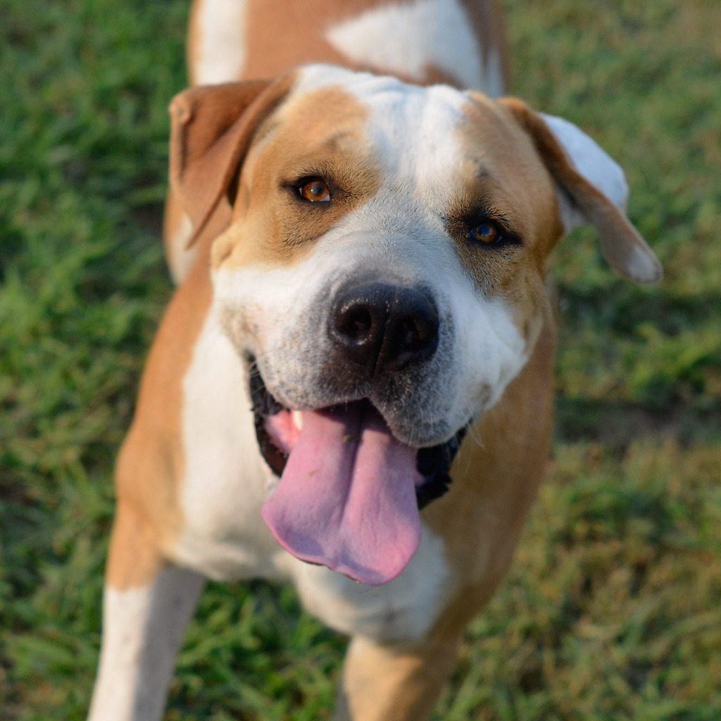 Ben, an adoptable Mixed Breed in Quinlan, TX, 75474 | Photo Image 1