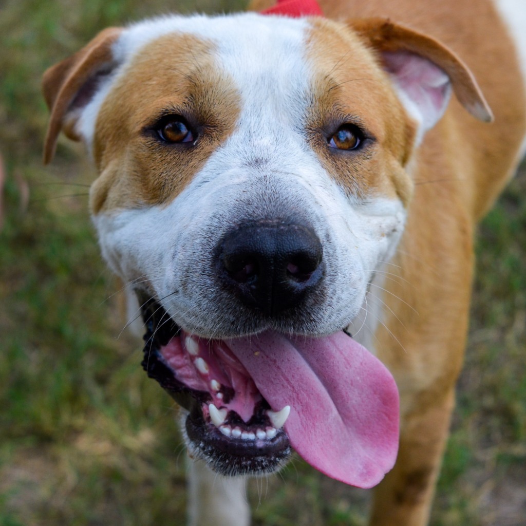 Ben, an adoptable Mixed Breed in Quinlan, TX, 75474 | Photo Image 2