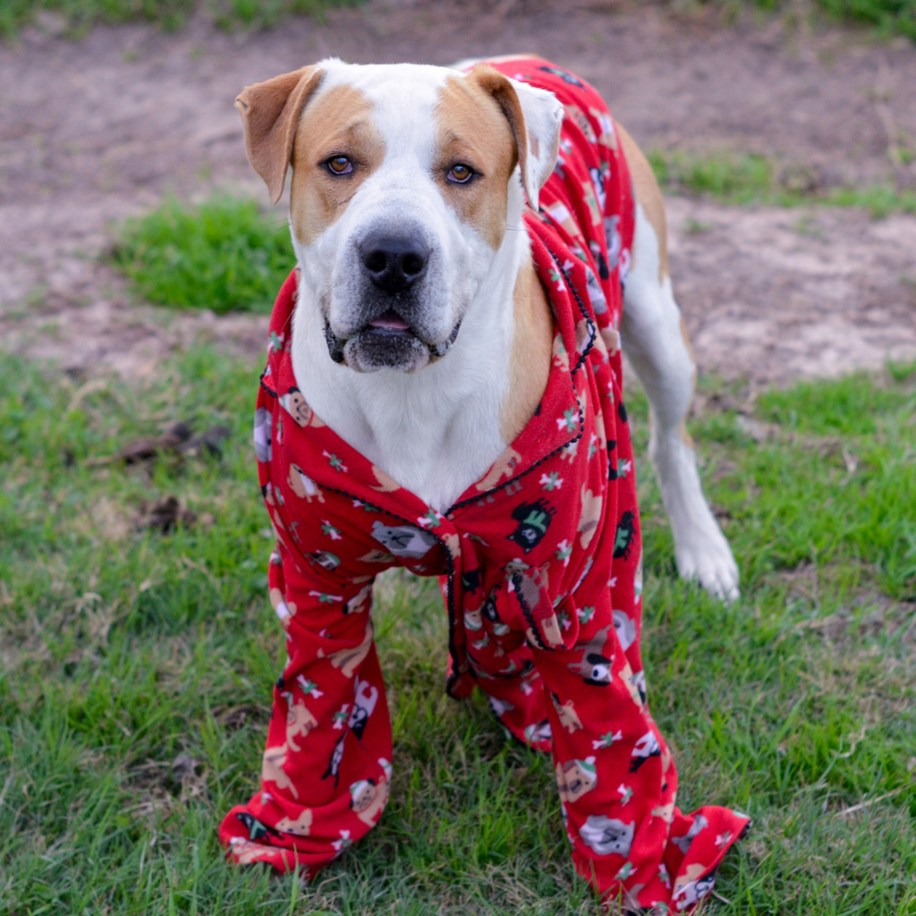 Ben, an adoptable Mixed Breed in Quinlan, TX, 75474 | Photo Image 3