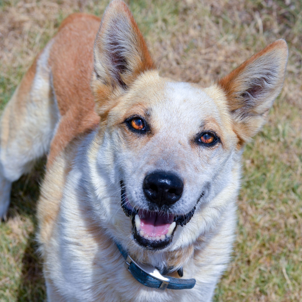 Bob, an adoptable Australian Cattle Dog / Blue Heeler in Quinlan, TX, 75474 | Photo Image 1