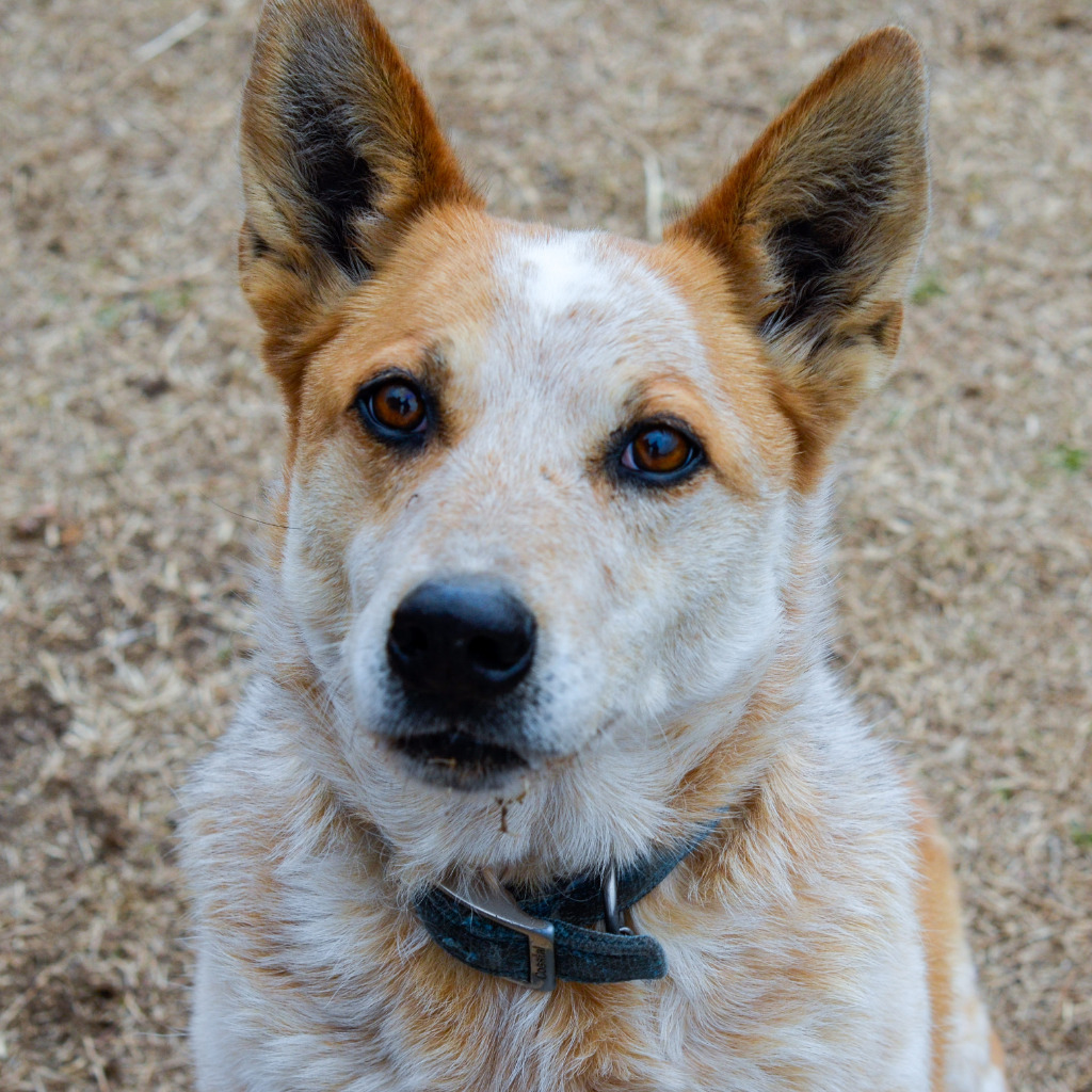Bob, an adoptable Australian Cattle Dog / Blue Heeler in Quinlan, TX, 75474 | Photo Image 2