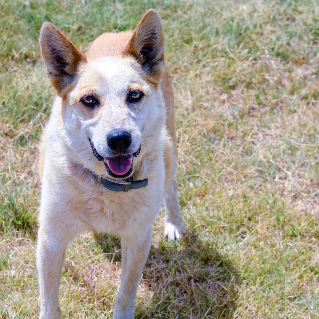 Bob, an adoptable Australian Cattle Dog / Blue Heeler in Quinlan, TX, 75474 | Photo Image 3
