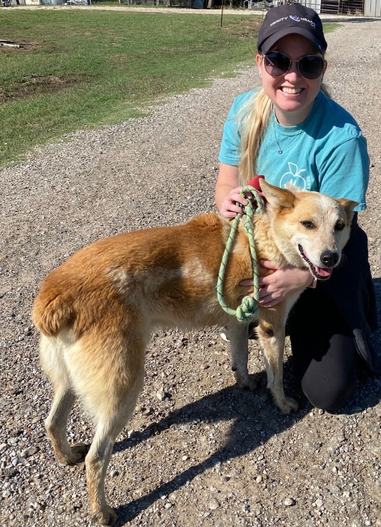Bob, an adoptable Australian Cattle Dog / Blue Heeler in Quinlan, TX, 75474 | Photo Image 4