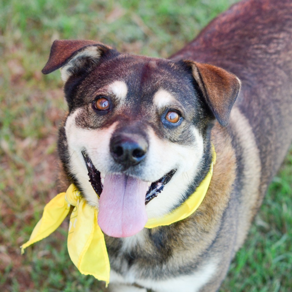 JENNY, an adoptable Shepherd, Mixed Breed in Quinlan, TX, 75474 | Photo Image 1