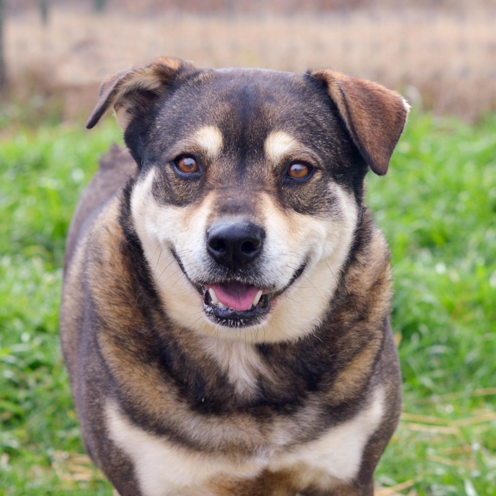 JENNY, an adoptable Shepherd, Mixed Breed in Quinlan, TX, 75474 | Photo Image 2