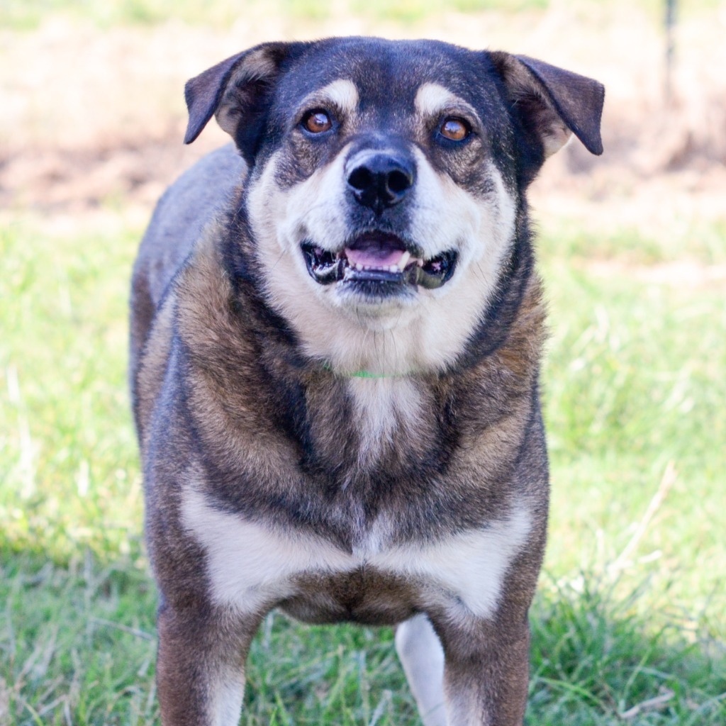 JENNY, an adoptable Shepherd, Mixed Breed in Quinlan, TX, 75474 | Photo Image 3