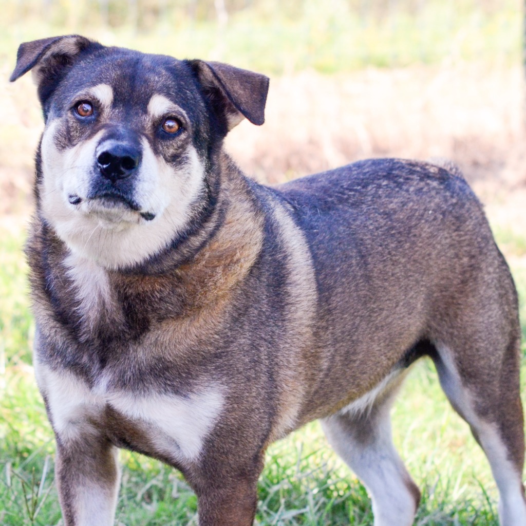 JENNY, an adoptable Shepherd, Mixed Breed in Quinlan, TX, 75474 | Photo Image 4