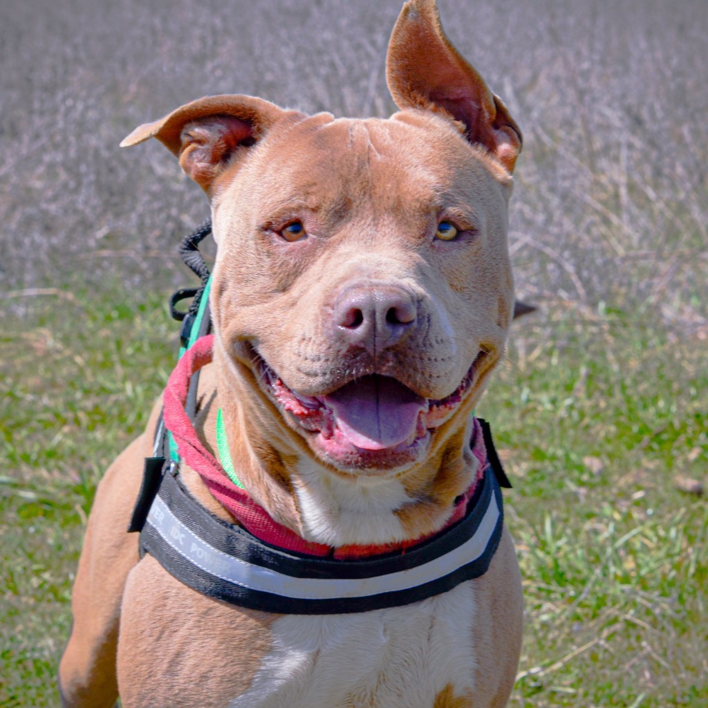 TANK, an adoptable American Staffordshire Terrier in Quinlan, TX, 75474 | Photo Image 1