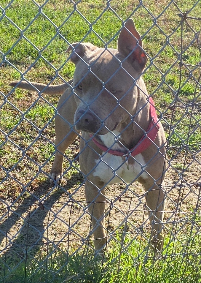 TANK, an adoptable American Staffordshire Terrier in Quinlan, TX, 75474 | Photo Image 2