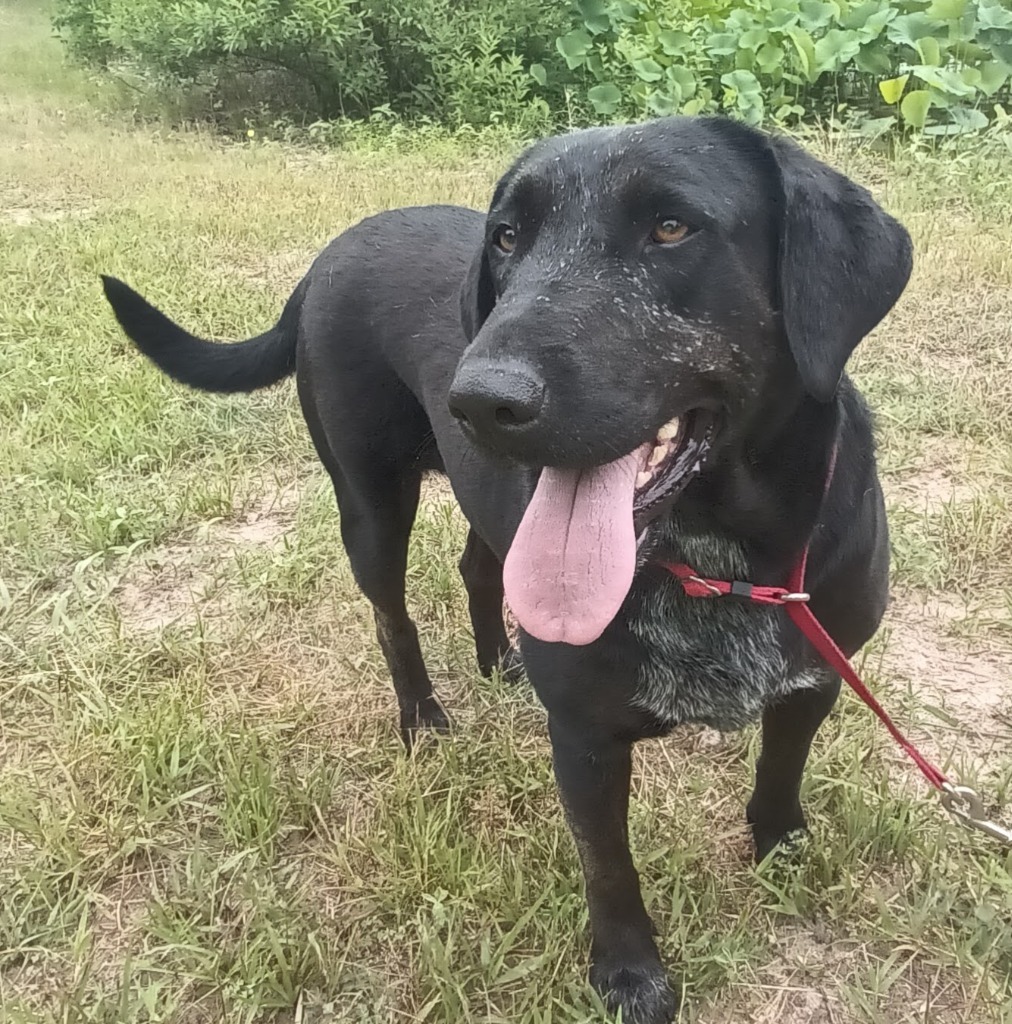 Sasha, an adoptable Labrador Retriever in Quinlan, TX, 75474 | Photo Image 1