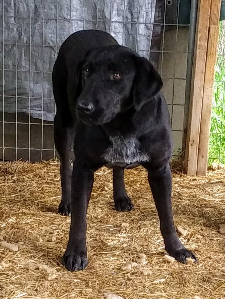 Sasha, an adoptable Labrador Retriever in Quinlan, TX, 75474 | Photo Image 2