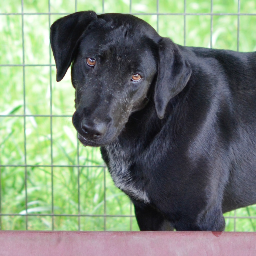 Sasha, an adoptable Labrador Retriever in Quinlan, TX, 75474 | Photo Image 3
