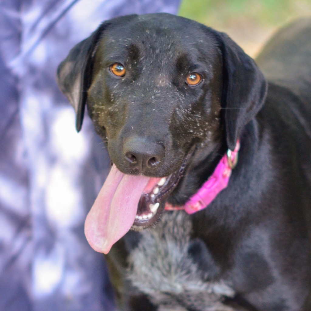 Sasha, an adoptable Labrador Retriever in Quinlan, TX, 75474 | Photo Image 4