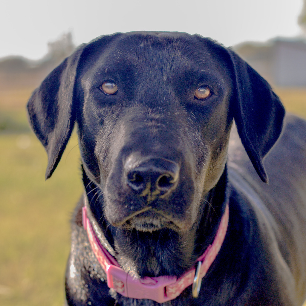 Sasha, an adoptable Labrador Retriever in Quinlan, TX, 75474 | Photo Image 5