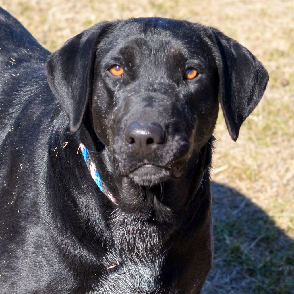 Sasha, an adoptable Labrador Retriever in Quinlan, TX, 75474 | Photo Image 6