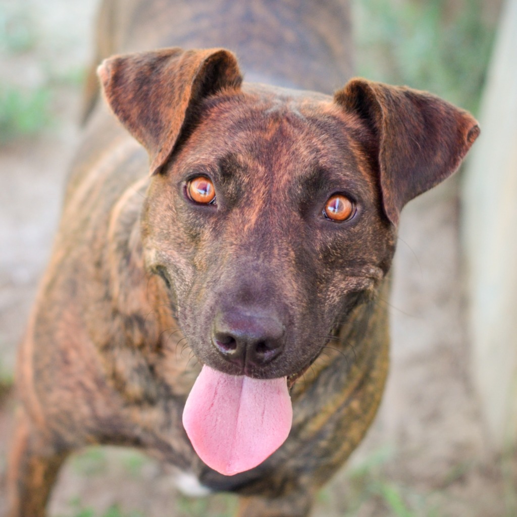 LUCY, an adoptable Shepherd, Mixed Breed in Quinlan, TX, 75474 | Photo Image 1