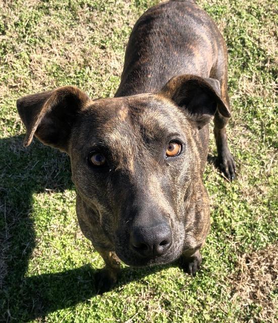 LUCY, an adoptable Shepherd, Mixed Breed in Quinlan, TX, 75474 | Photo Image 2