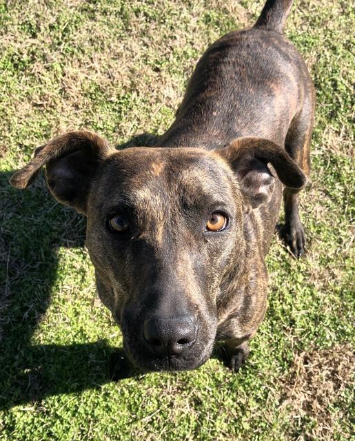 LUCY, an adoptable Shepherd, Mixed Breed in Quinlan, TX, 75474 | Photo Image 3