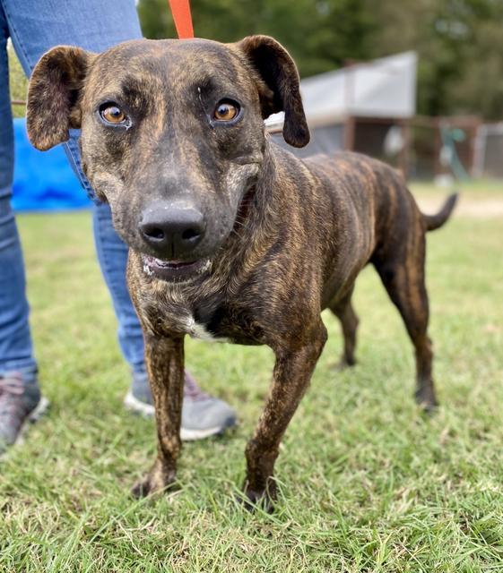 LUCY, an adoptable Shepherd, Mixed Breed in Quinlan, TX, 75474 | Photo Image 4