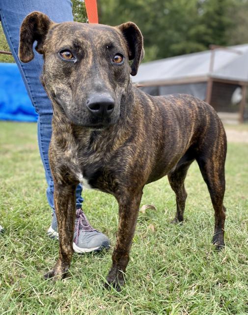 LUCY, an adoptable Shepherd, Mixed Breed in Quinlan, TX, 75474 | Photo Image 5
