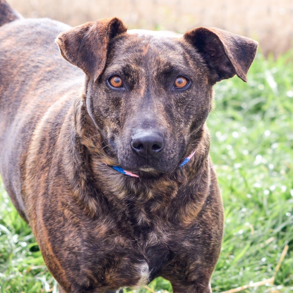LUCY, an adoptable Shepherd, Mixed Breed in Quinlan, TX, 75474 | Photo Image 6
