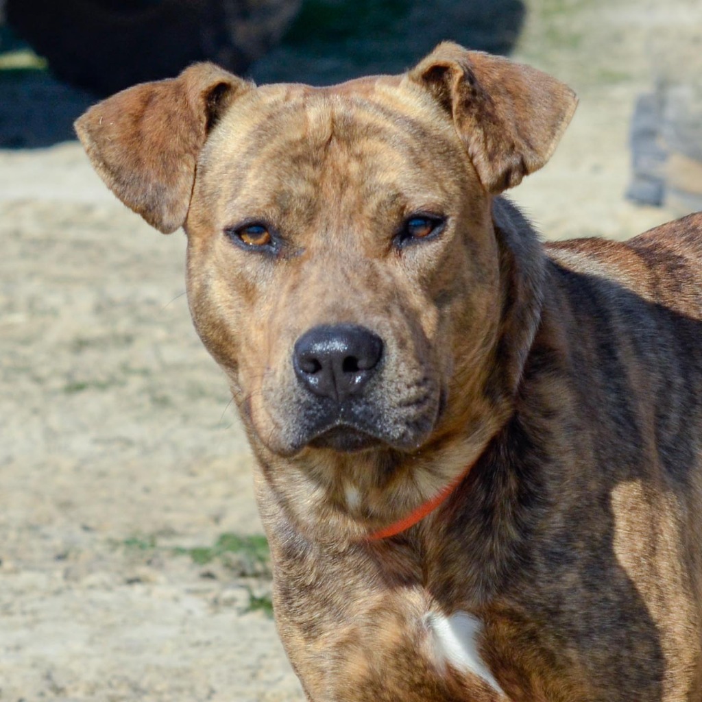 Tygr, an adoptable Labrador Retriever, Mixed Breed in Quinlan, TX, 75474 | Photo Image 1