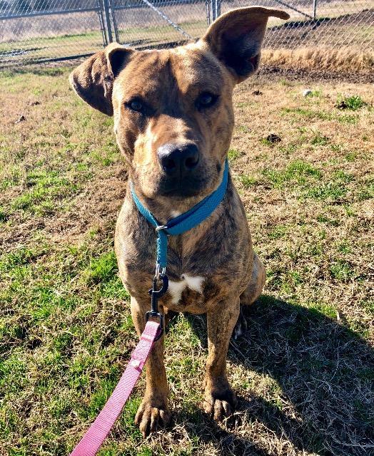 Tygr, an adoptable Labrador Retriever, Mixed Breed in Quinlan, TX, 75474 | Photo Image 2