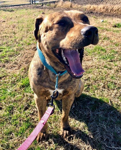 Tygr, an adoptable Labrador Retriever, Mixed Breed in Quinlan, TX, 75474 | Photo Image 3