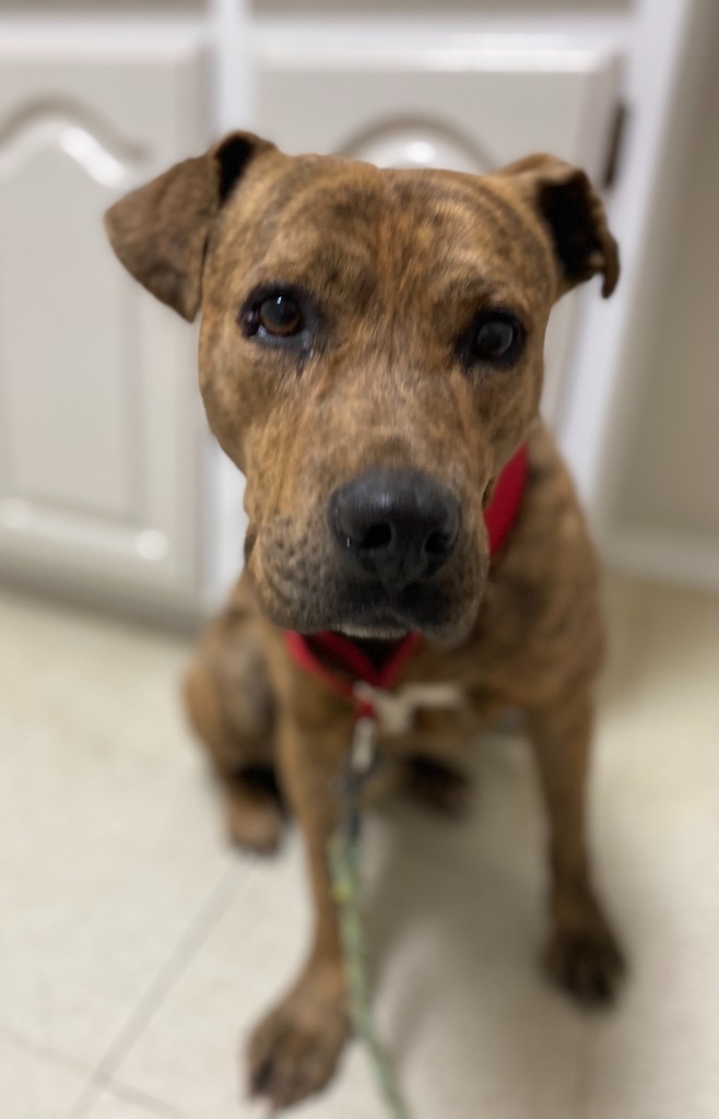Tygr, an adoptable Labrador Retriever, Mixed Breed in Quinlan, TX, 75474 | Photo Image 4