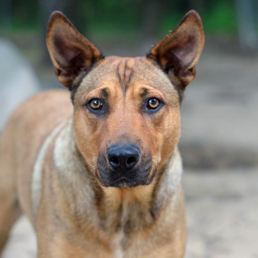 Cherokee, an adoptable Husky, Labrador Retriever in Quinlan, TX, 75474 | Photo Image 1