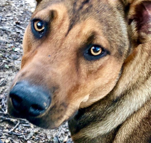 Cherokee, an adoptable Husky, Labrador Retriever in Quinlan, TX, 75474 | Photo Image 2