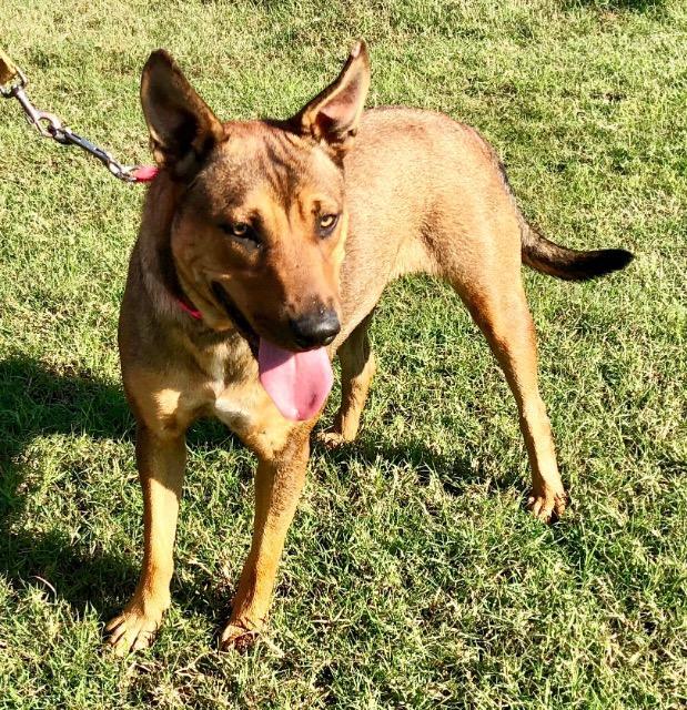 Cherokee, an adoptable Husky, Labrador Retriever in Quinlan, TX, 75474 | Photo Image 3