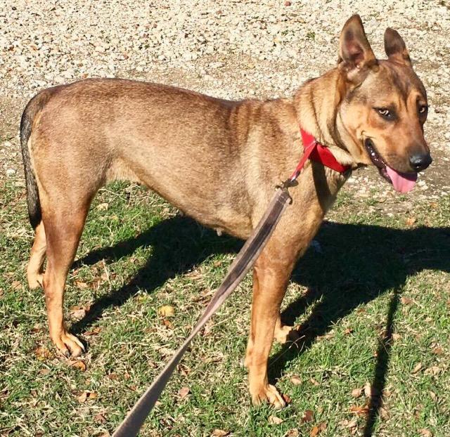 Cherokee, an adoptable Husky, Labrador Retriever in Quinlan, TX, 75474 | Photo Image 4