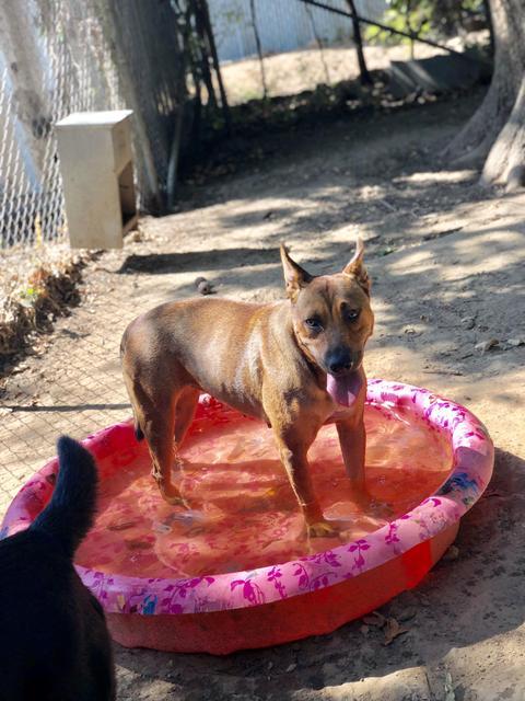 Cherokee, an adoptable Husky, Labrador Retriever in Quinlan, TX, 75474 | Photo Image 5