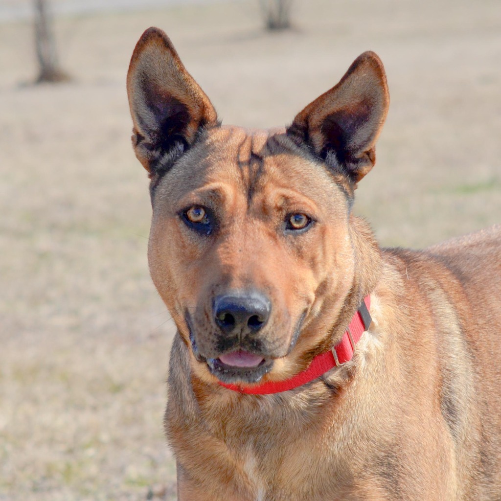 Cherokee, an adoptable Husky, Labrador Retriever in Quinlan, TX, 75474 | Photo Image 6