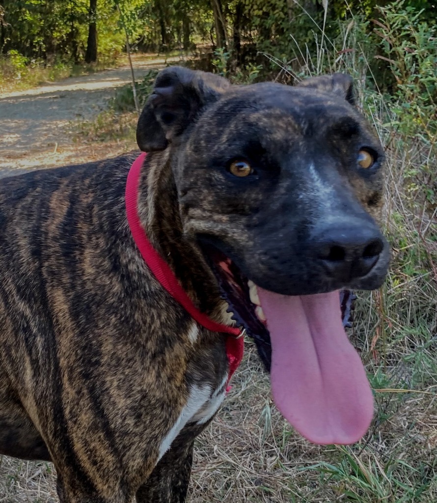 Wynn, an adoptable Catahoula Leopard Dog, Great Dane in Quinlan, TX, 75474 | Photo Image 1