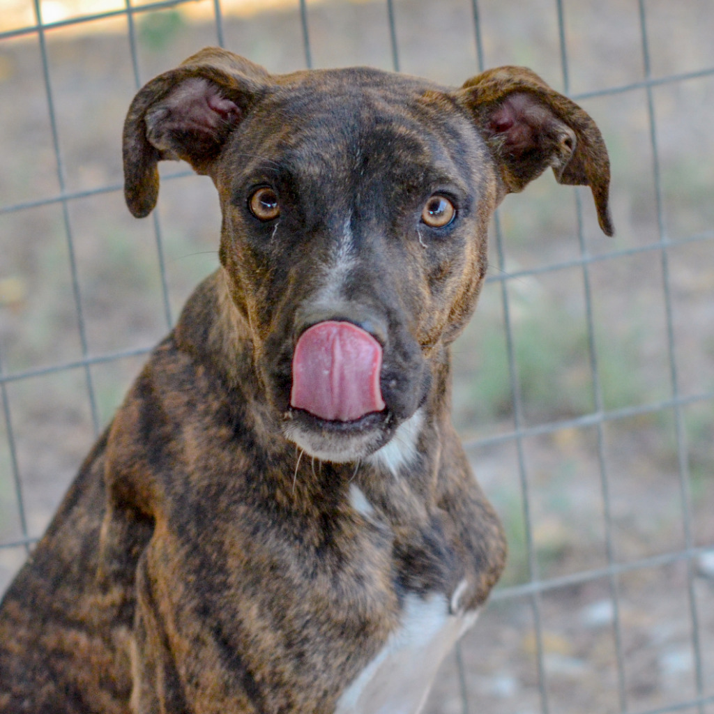 Wynn, an adoptable Catahoula Leopard Dog, Retriever in Quinlan, TX, 75474 | Photo Image 2