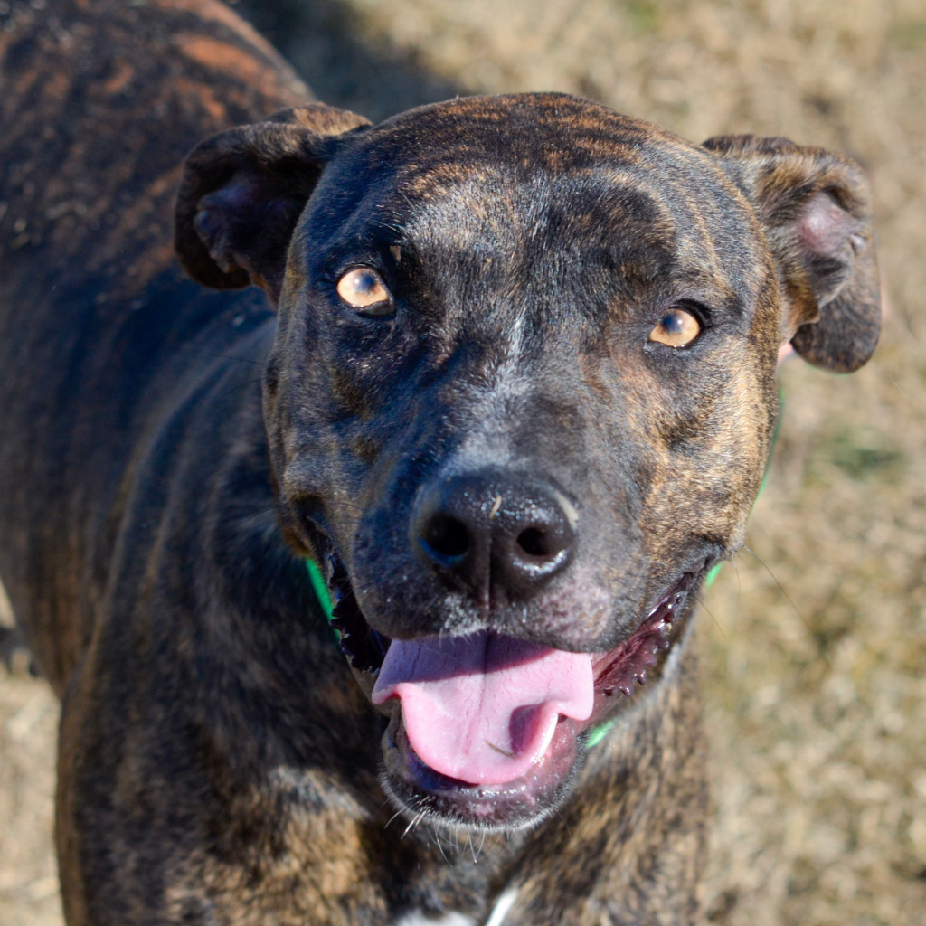 Wynn, an adoptable Catahoula Leopard Dog, Retriever in Quinlan, TX, 75474 | Photo Image 3