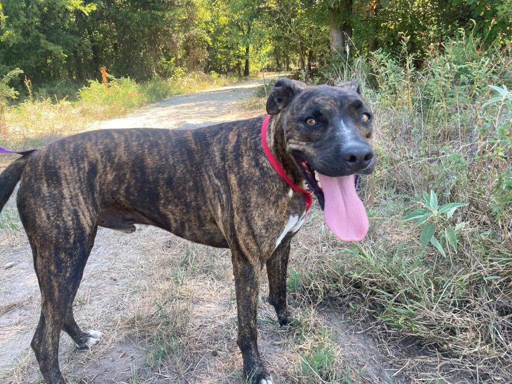 Wynn, an adoptable Catahoula Leopard Dog, Retriever in Quinlan, TX, 75474 | Photo Image 4