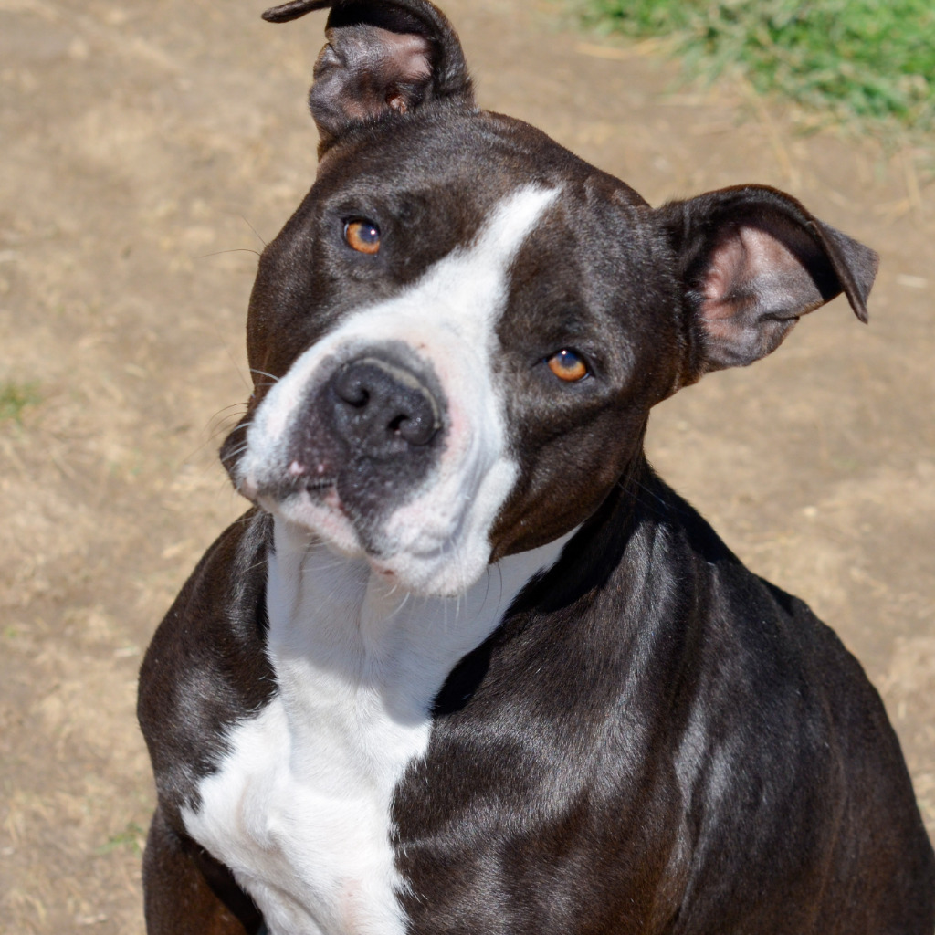 Tulip, an adoptable American Staffordshire Terrier, Mixed Breed in Quinlan, TX, 75474 | Photo Image 1