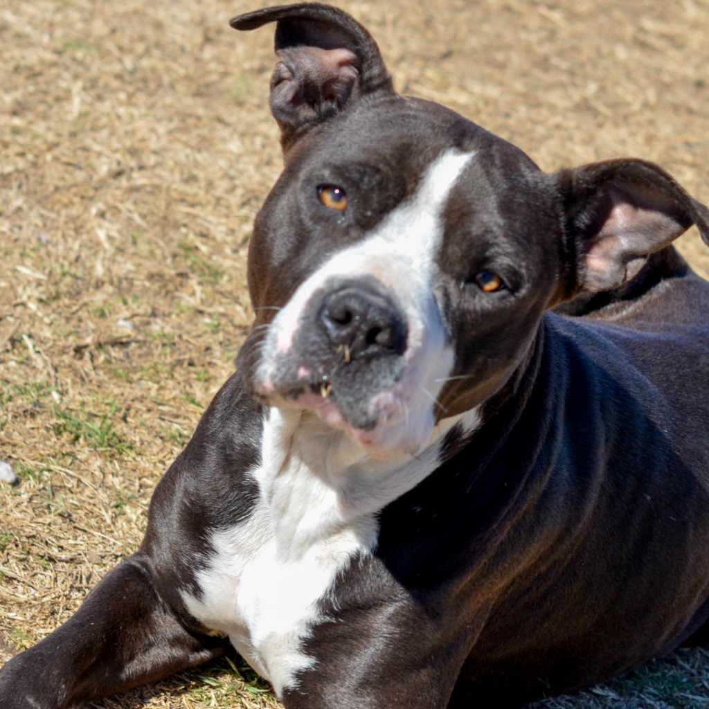 Tulip, an adoptable American Staffordshire Terrier, Mixed Breed in Quinlan, TX, 75474 | Photo Image 2