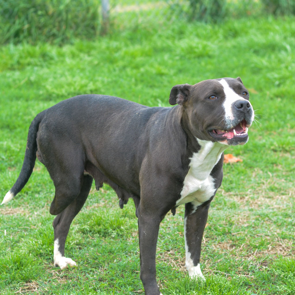 Tulip, an adoptable American Staffordshire Terrier, Mixed Breed in Quinlan, TX, 75474 | Photo Image 3