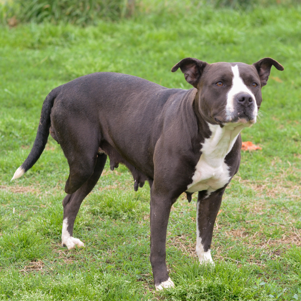 Tulip, an adoptable American Staffordshire Terrier, Mixed Breed in Quinlan, TX, 75474 | Photo Image 4